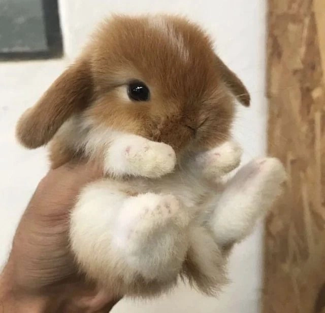 a cute bunny held in someone's hand