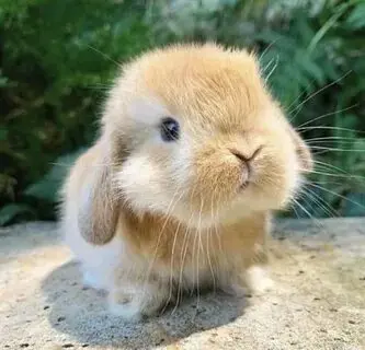 a small bunny staring into the distance